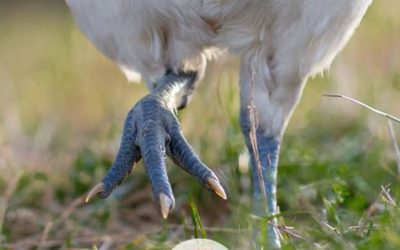 La différence entre une volaille de Bresse et une volaille classique